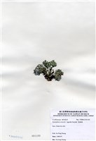 藏品(寬珊藻)的圖片